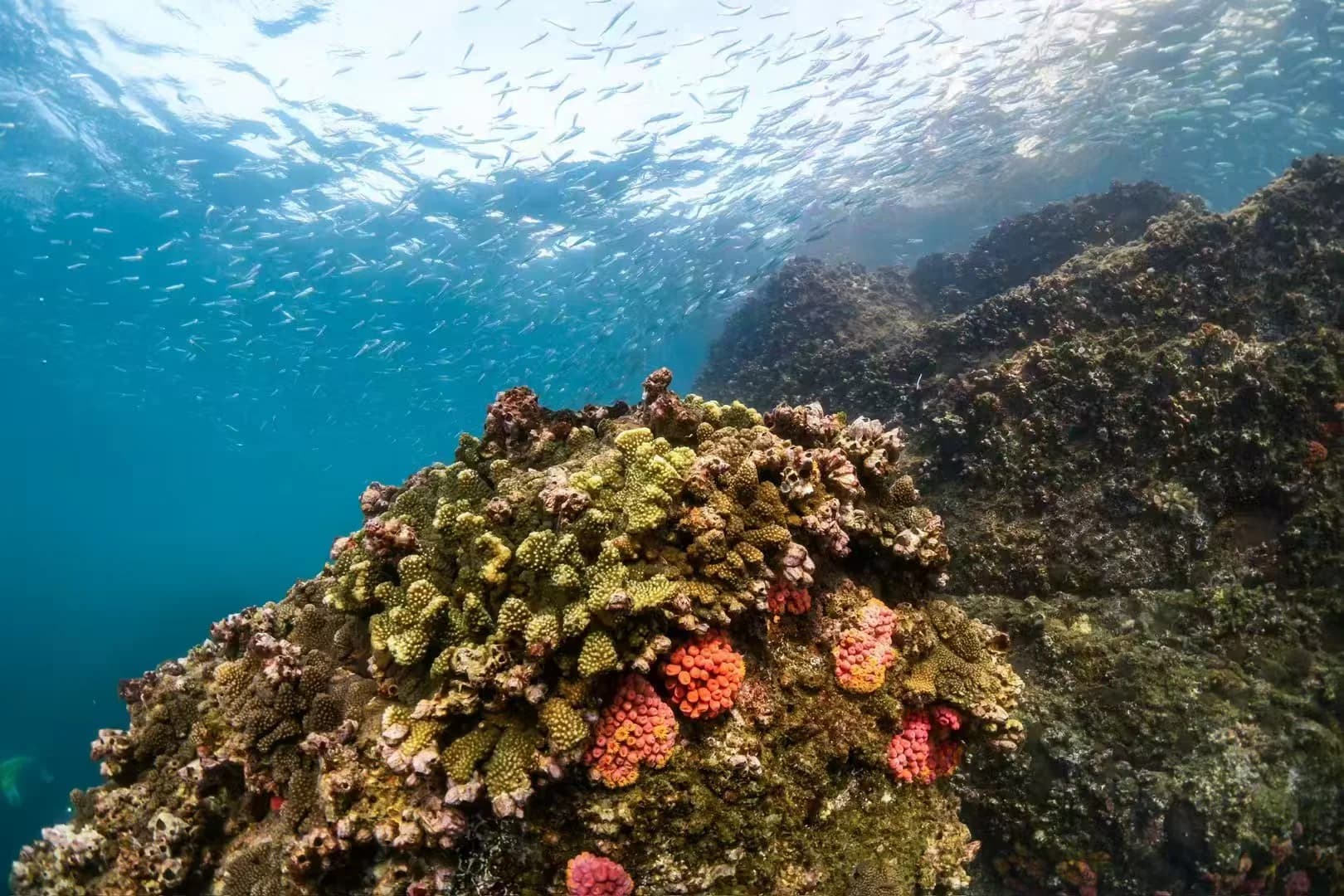Sunlit coral and a school of small fish beneath the sea